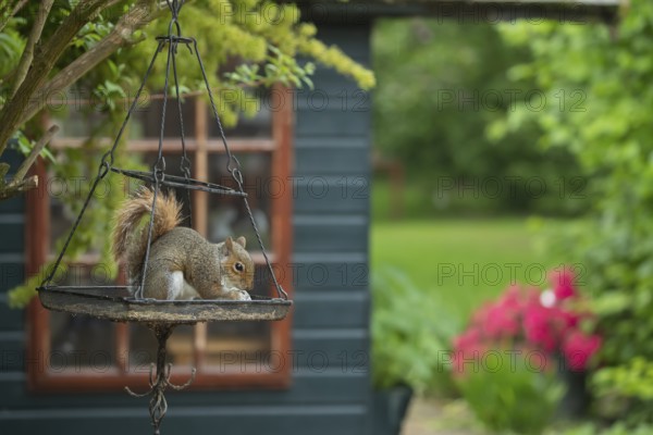 Grey squirrel (Sciurus carolinensis) adult animal feeding on seeds on an urban hanging garden bird feeder, England, United Kingdom