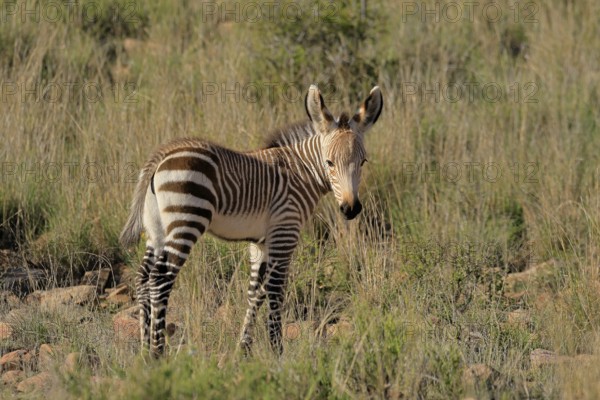 Cape Mountain Zebra (Equus zebra zebra), young animal, foraging, Mountain Zebra National Park, Eastern Cape, South Africa