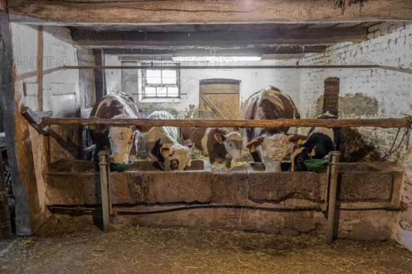 Feeding in the cowshed historical