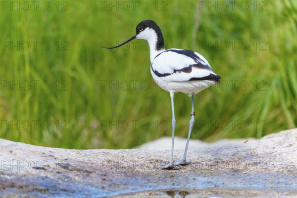 A black and white avocet bird with a long beak stands in a natural, green environment, Avocet, (Recurvirostra avosetta), France