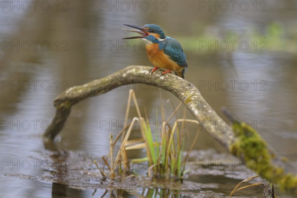 Kingfisher (Alcedo atthis), devouring a fish caught on a moss-covered branch in the water, Lechauen, Bavaria