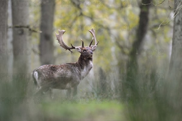 Proud warrior... Fallow deer (Dama dama) standing in the undergrowth in the forest, powerful stag confidently looming towards the camera, straightens up, raises its head, eyes, fallow deer is the most widespread species of deer in the world, originally from Asia, native nature, North Rhine-Westphalia, Germany, Western Europe