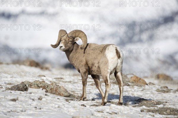 Bighorn sheep (Ovis canadensis) in winter, adult male, wild sheep in the mountains, in typical surroundings in the snow, Yellowstone, Wyoming, North America, United States of America, USA