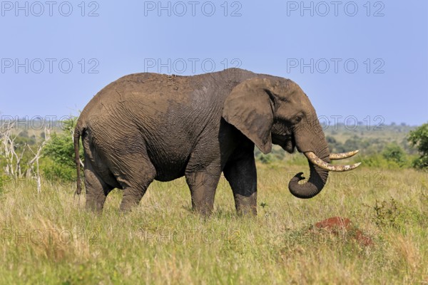African elephant (Loxodonta africana), adult, foraging, Kruger, Kruger National Park, South Africa
