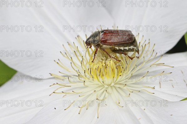 Cockchafer, field cockchafer (Melolontha melolontha), female on a clematis flower, Wilnsdorf, North Rhine-Westphalia, Germany