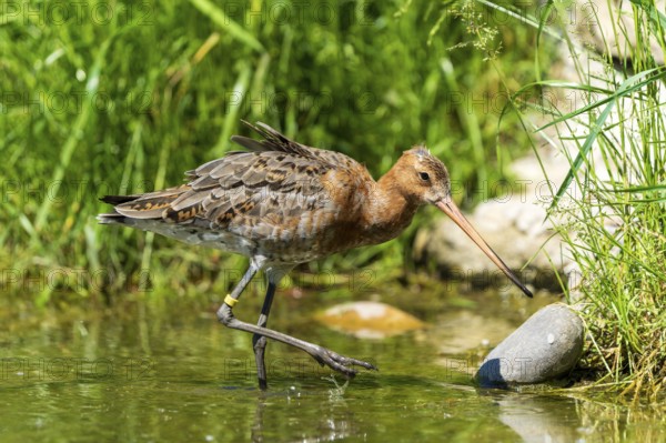 Snipe bird walking along the water's edge next to stones, surrounded by green vegetation, Black-tailed Godwit (Limosa limosa), France