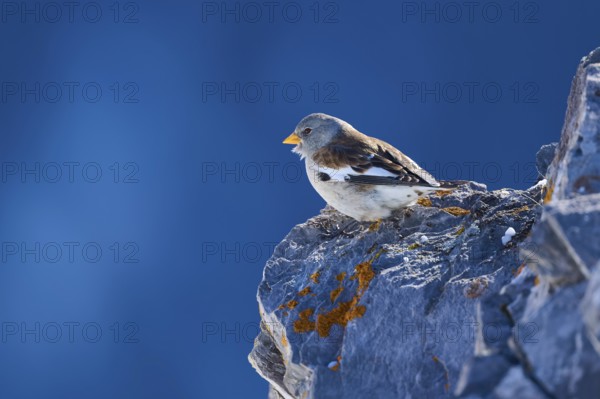 Snowfinch (Montifringilla nivalis), a bird sits peacefully on a rock in front of a blue sky, Gemmi Pass, Leukerbad, Leuk, Valais, Switzerland