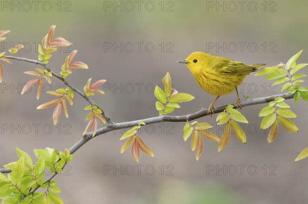 American Yellow Warbler (Setophaga aestiva) perched on a branch, Texas, USA