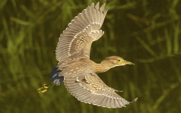 Juveniler Nachtreiher (Nycticorax nycticorax)