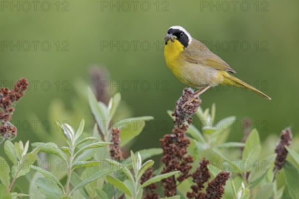 Common Yellowthroat (Geothlypis trichas) perched on a branch in Victoria, BC, Canada