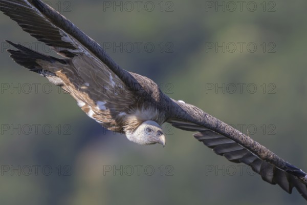 Griffon Vulture (Gyps fulvus) flying, Italy