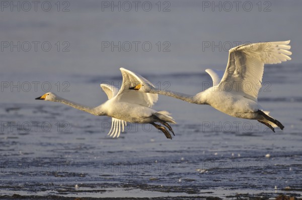 Whooper Swan (Cygnus cygnus) flying, Lower Saxony, Germany