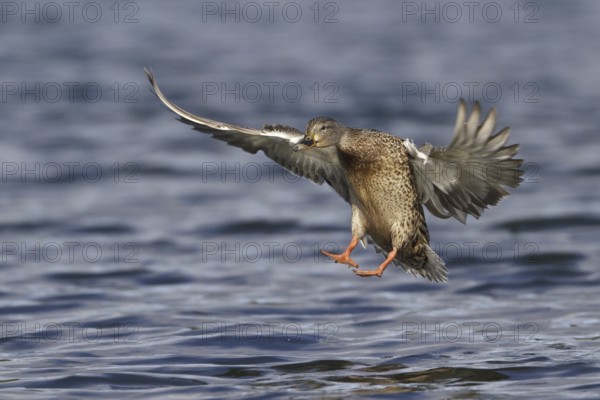 Mallard (Anas platyrhynchos) female flying, British Columbia, Canada