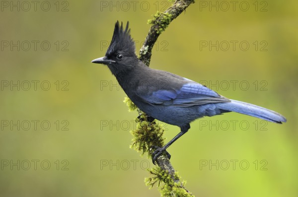 Steller's Jay (Cyanocitta stelleri), British Columbia, Canada