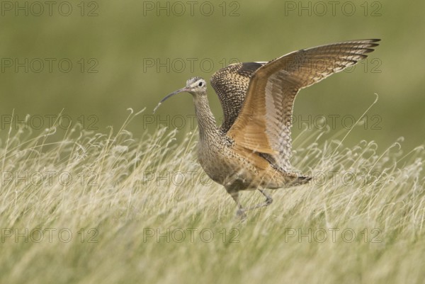 Long-billed Curlew (Numenius americanus), Alberta, Canada
