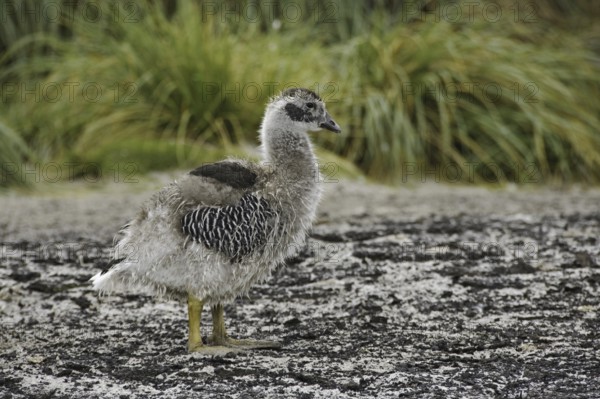 Kelp Goose (Chloephaga hybrida) juvenile, Falkland Islands