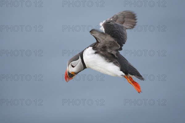 Atlantic Puffin (Fratercula arctica) flying, Norway