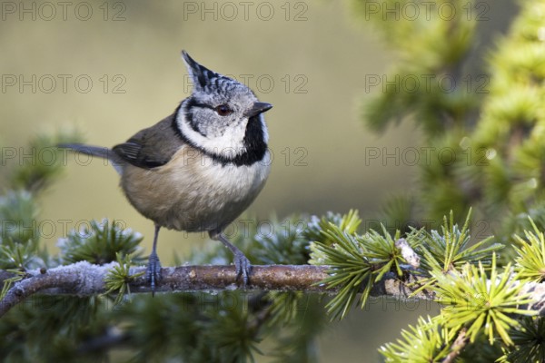 European Crested Tit (Lophophanes cristatus), Castile-La Mancha, Spain