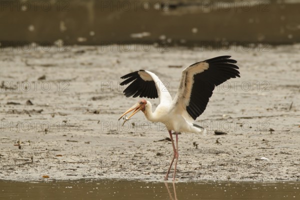 Milky Stork (Mycteria cinerea), Singapore