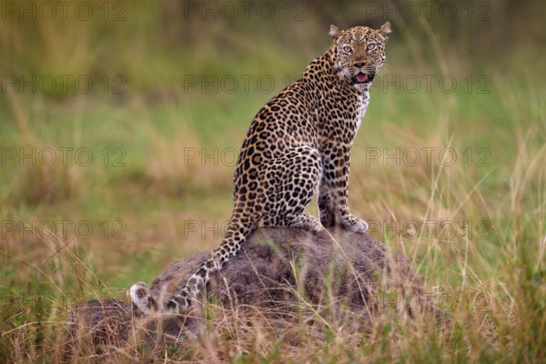 Uganda wildlife. Leopard, Panthera pardus shortidgei, hidden head portrait in the nice orange grass, big wild cat in the nature habitat, sunny day on the savannah, Queen Elizabeth NP. Wildlife nature