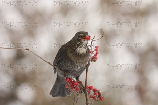 Common Blackbird (Turdus merula) juvenile, Lower Saxony, Germany