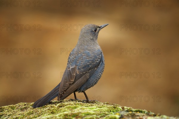 Blue rock thrush, Monticola solitarius, bird sitting on thne moss stone in the nature habitat. Blue rock thrush in mountain Sierra de Andujar in Spain, Europe. Wildlife scene from nature