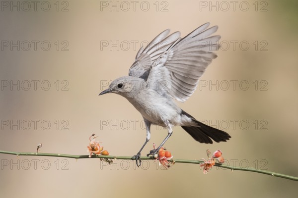 Blackstart (Oenanthe melanura) perched on a twig, Eilat, Israel