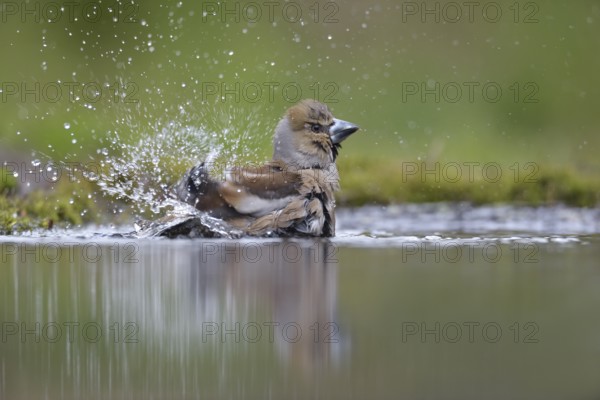 Hawfinch (Coccothraustes coccothraustes) bathing, Netherlands