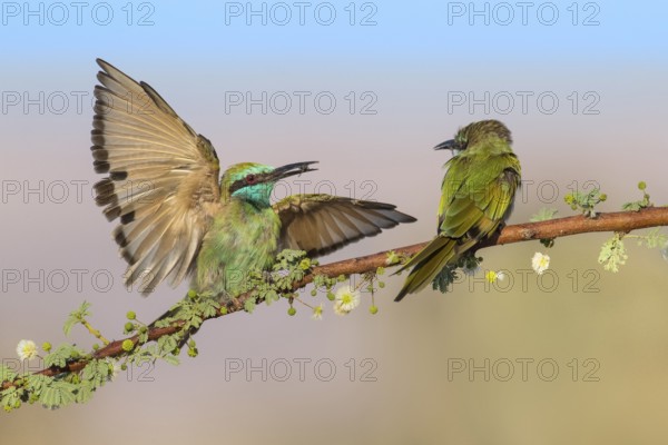Green Bee-eater (Merops orientalis) pair, Eilat, Israel