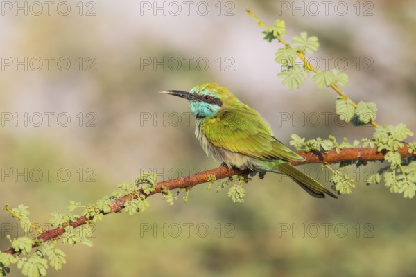 Green Bee-eater (Merops orientalis), Eilat, Israel