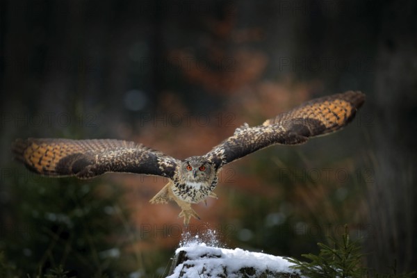 Eagle owl landing on snowy tree stump in forest. Flying Eagle owl with open wings in habitat with trees. Action winter scene from nature