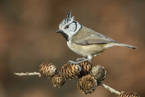 European Crested Tit (Lophophanes cristatus) perched on a branch, Poland