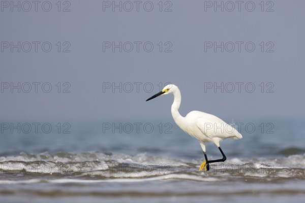 Little Egret (Egretta garzetta), Sam Roi Yot, Thailand