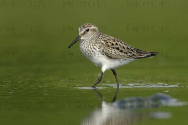 White-rumped Sandpiper (Calidris fuscicollis), Texas, USA