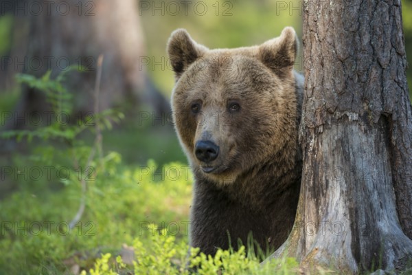 Eurasian Brown Bear (Ursus arctos) in forest, Finland