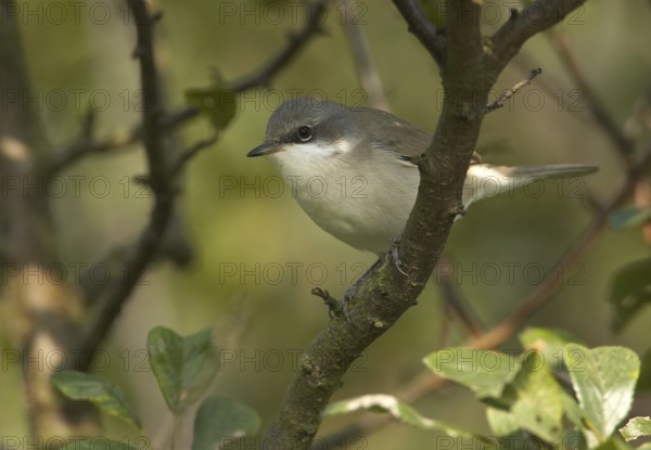 Lesser Whitethroat (Sylvia curruca), Mecklenburg-Western Pomerania, Germany
