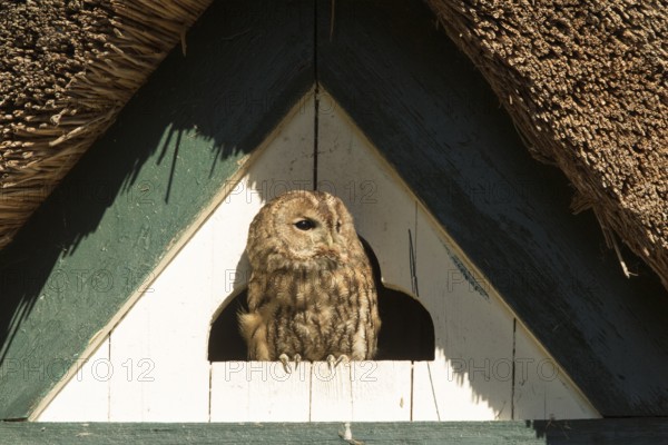Tawny Owl (Strix aluco), Hamburg, Germany