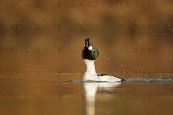 Common Goldeneye (Bucephala clangula) male displaying, Saxony-Anhalt, Germany