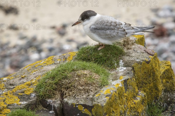 Arctic Tern (Sterna paradisaea), young on stone, Farne Islands, United Kingdom