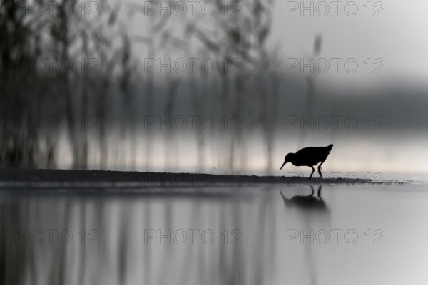 Water Rail (Rallus aquaticus), Mecklenburg-Western Pomerania, Germany