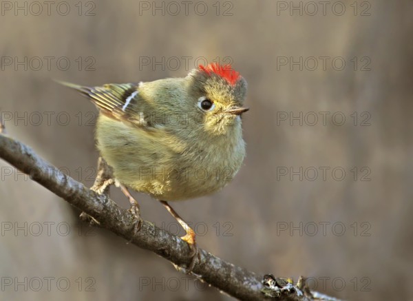 Ruby-crowned Kinglet (Regulus calendula) male, Saskatchewan, Canada