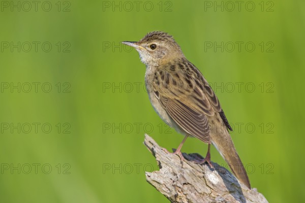 Common Grasshopper Warbler (Locustella naevia), Germany