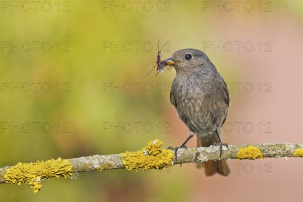 Black Redstart (Phoenicurus ochruros) female with insect prey in beak, Bavaria, Germany