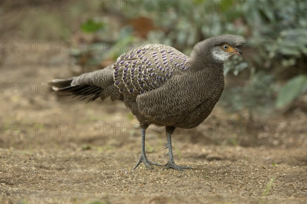 Grey Peacock-Pheasant (Polyplectron bicalcaratum) male, Yunnan, China