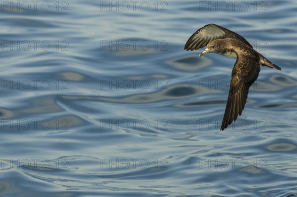 Scopoli's Shearwater (Calonectris diomedea) flying, Tuscany, Italy