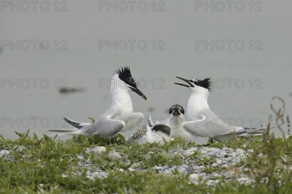 Sandwich Tern (Thalasseus sandvicensis) chick, Texel, Netherlands