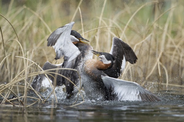 Red-necked Grebe (Podiceps grisegena), British Columbia, Canada