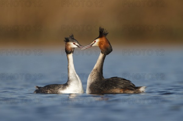 Great Crested Grebe (Podiceps cristatus) pair displaying, Utrecht, Netherlands