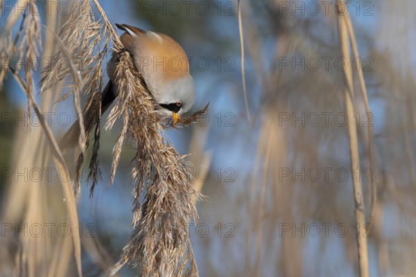 Bearded Reedling (Panurus biarmicus) male feeding on reed seed, Thuringia, Germany