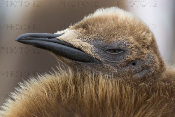 King Penguin (Aptenodytes patagonicus) juvenile, Falkland Islands